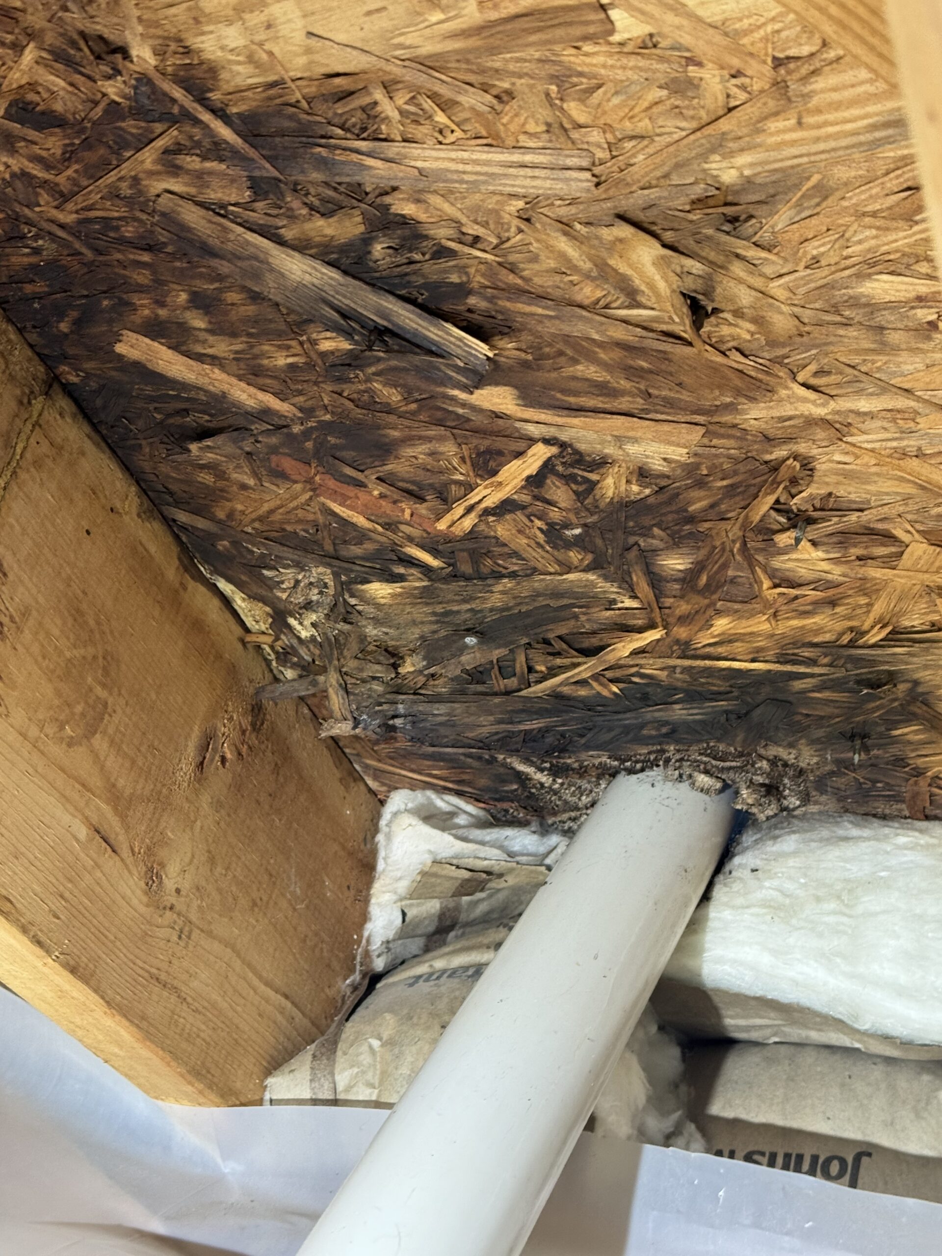 Water-damaged wood with visible dark staining and mold above a white pipe in an unfinished ceiling, surrounded by insulation.