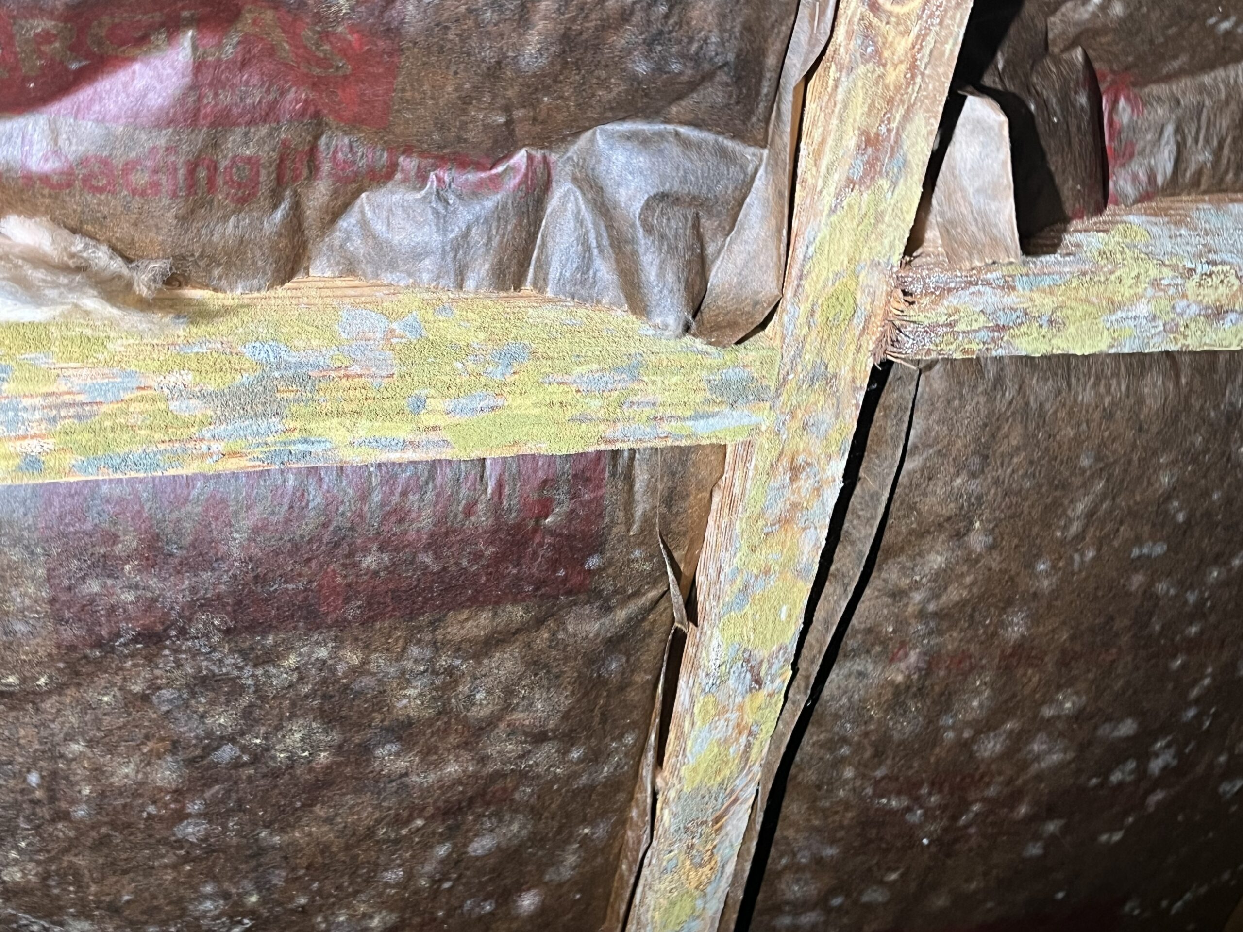 Close-up of attic insulation with visible yellowish mold growth on wooden beams and brown paper-backed insulation.